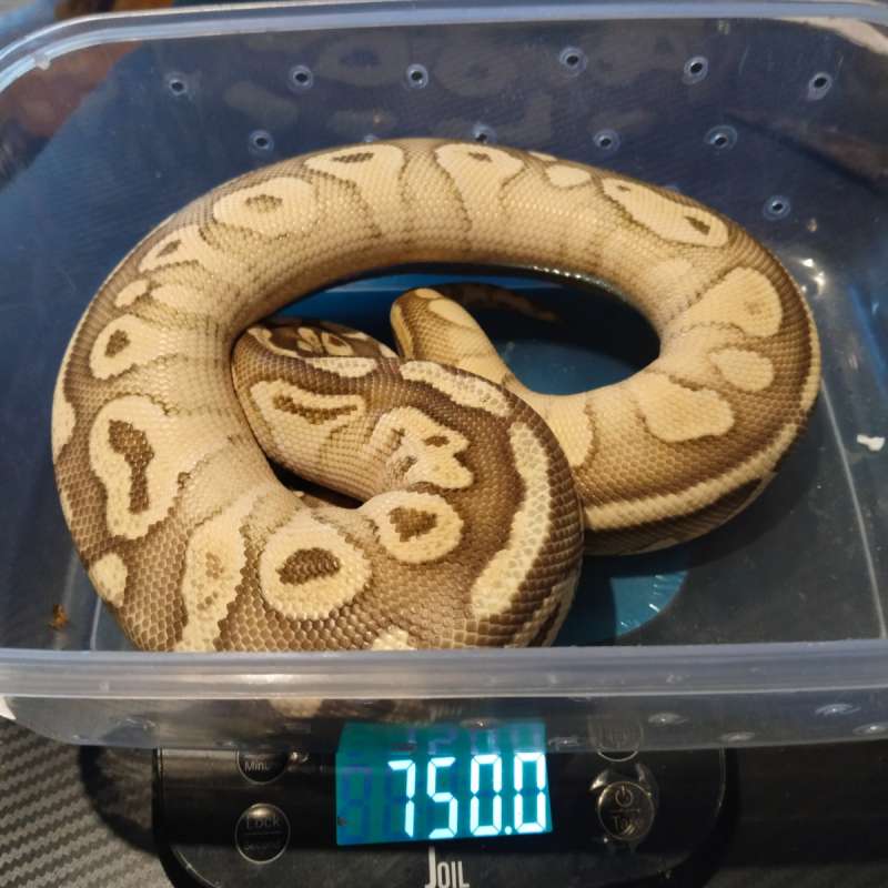 Female Lesser Pastel PH DG