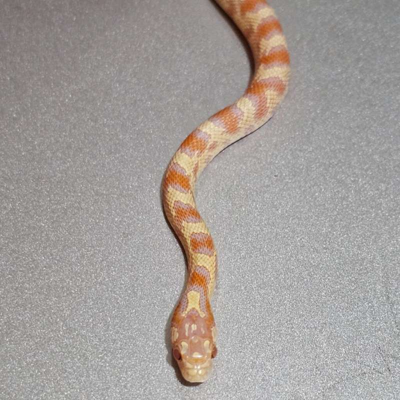 Hybrid Junglecorn Albino Banana