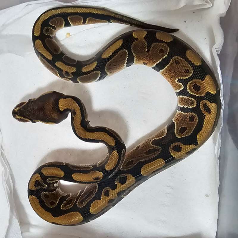 RED STRIPE HET CLOWN