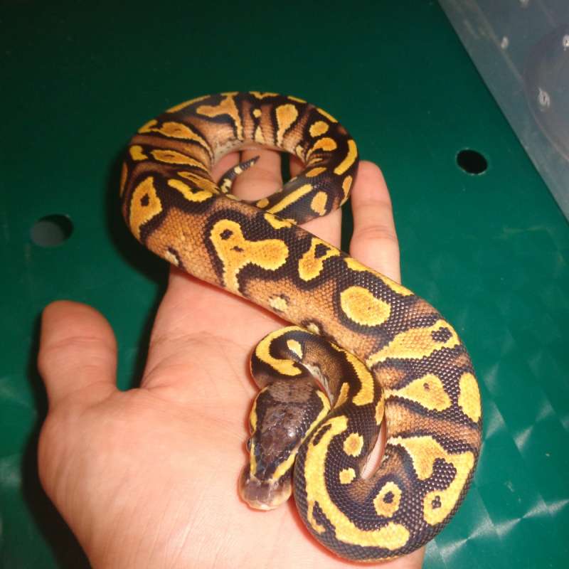Black head pastel yb/gravel het clown