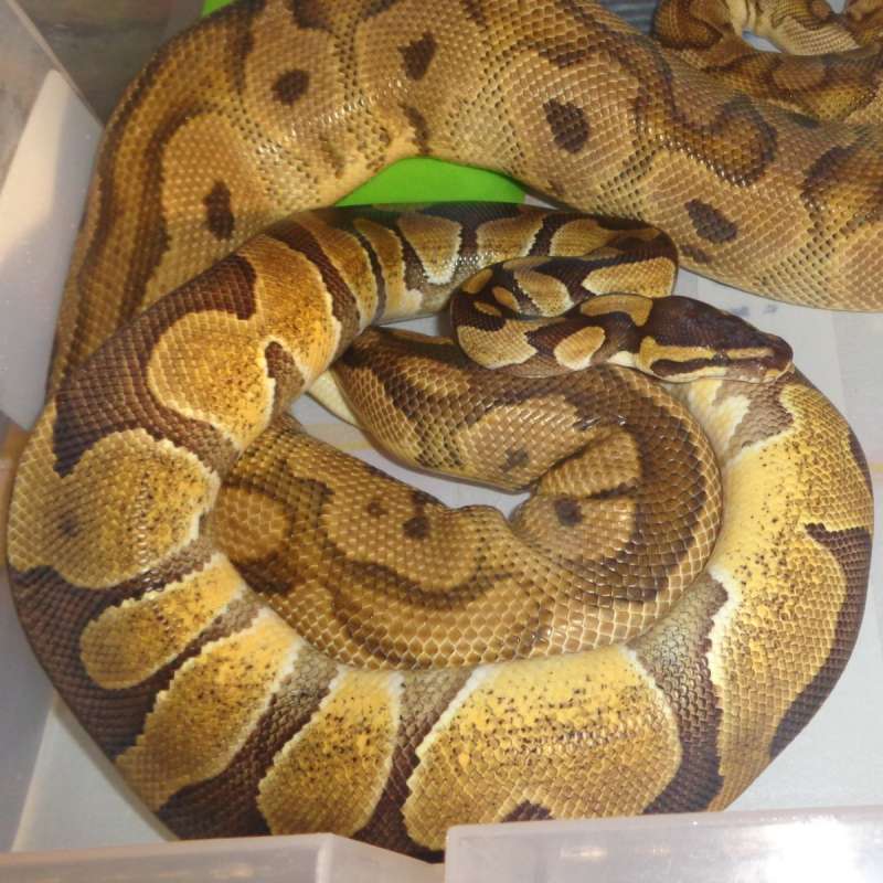 Chocolate enchi