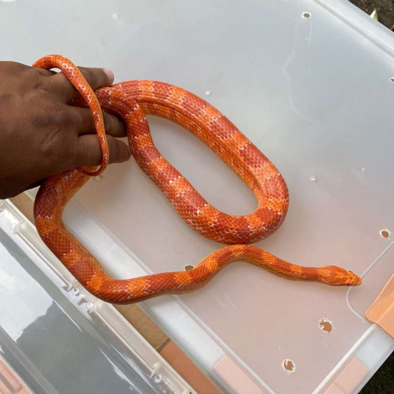 CORNSNAKE AMEL
