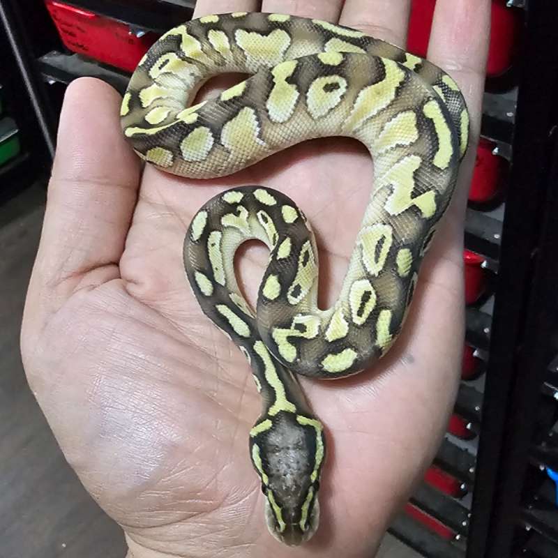 PASTEL LESSER HET CLOWN