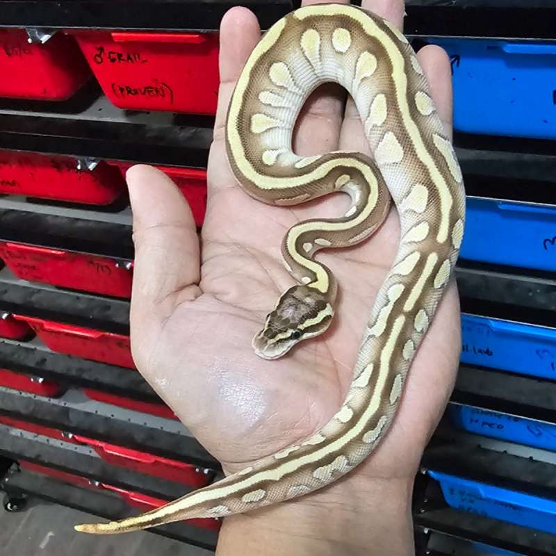 MOCHA PASTEL SPECTER POS ENCHI HET PIED POSS HET LAVENDER