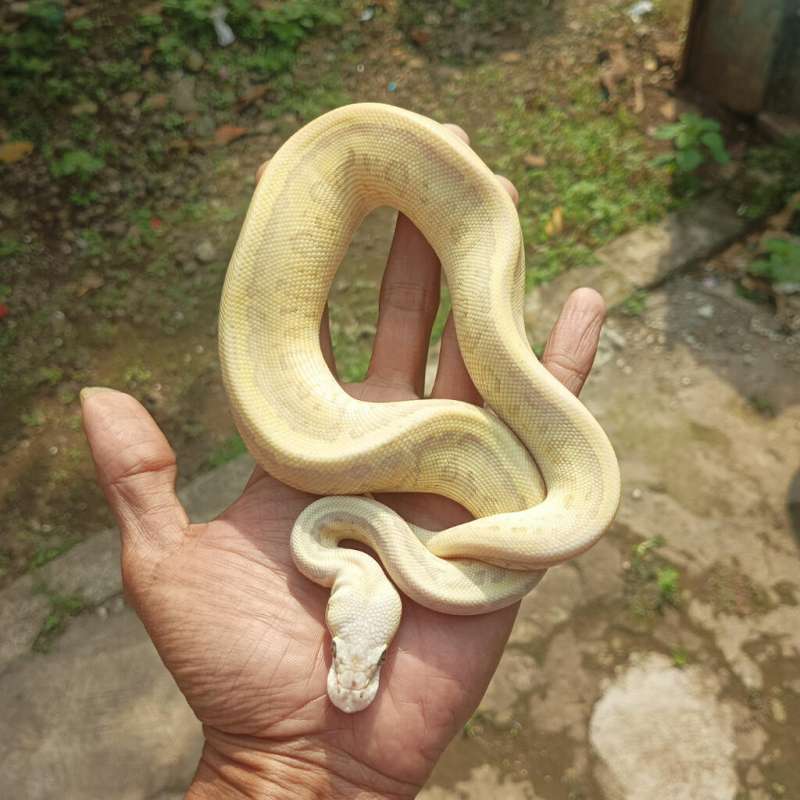 Super pastel pinstripe lesser spotnose leopard poss yellow Belly het clown