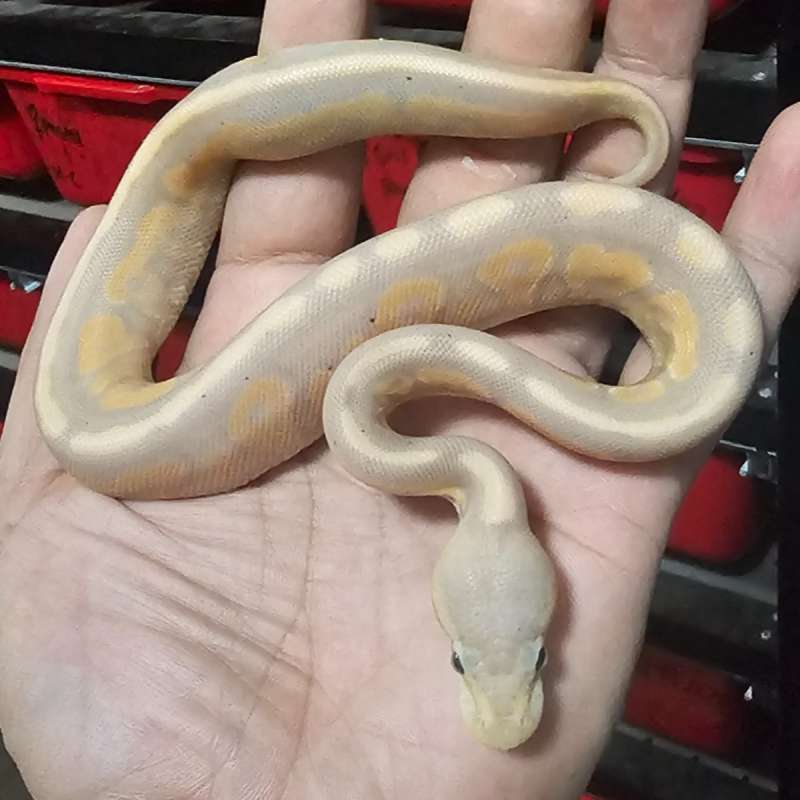 BANANA CINNAMON POS LEOPARD HET PIED
