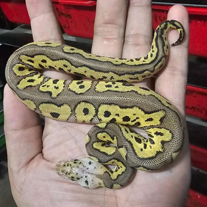 CLOWN PASTEL POSS REDSTRIPE
