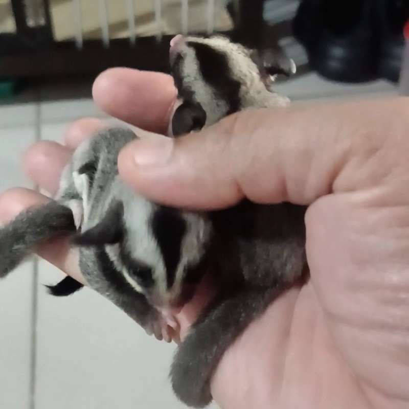 Sugar glider CG Joey