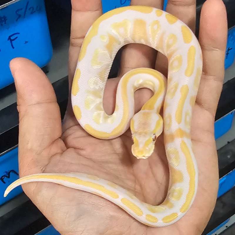 MOJAVE LAVENDER HET PIED POSS HET CLOWN