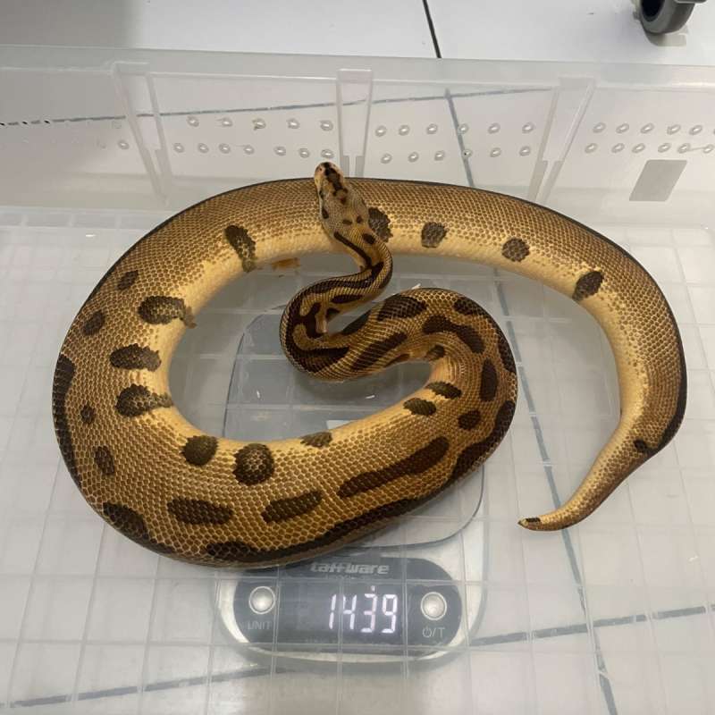 Enchi Batman