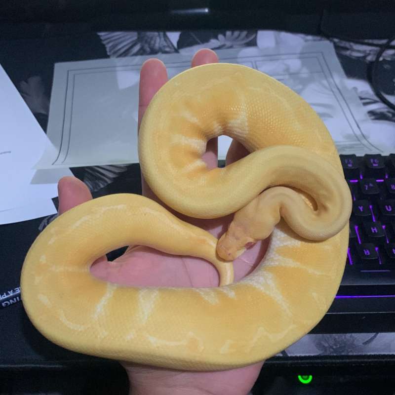 Ball python albino pinstripe male