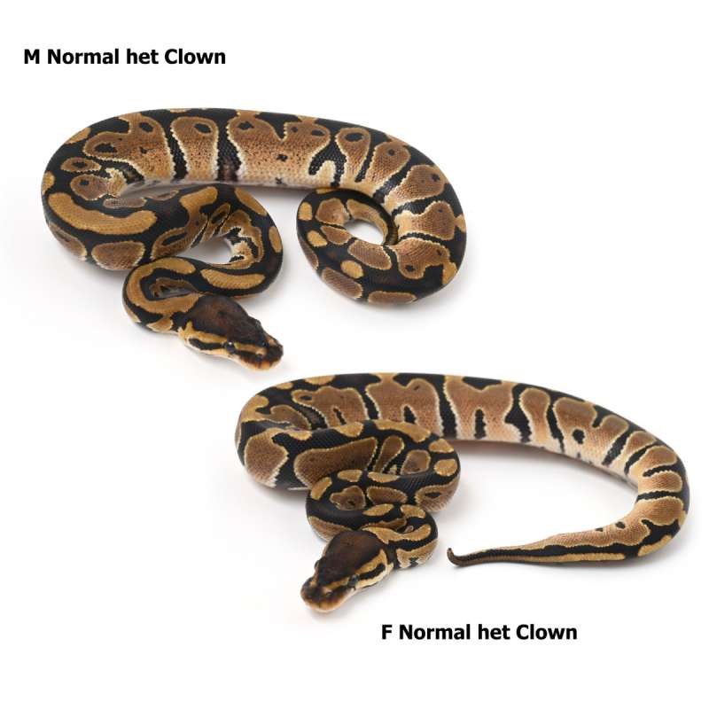 [Sepasang] Normal het Clown [25C0204-5]