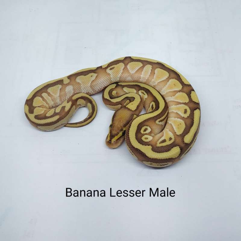Banana lesser Male