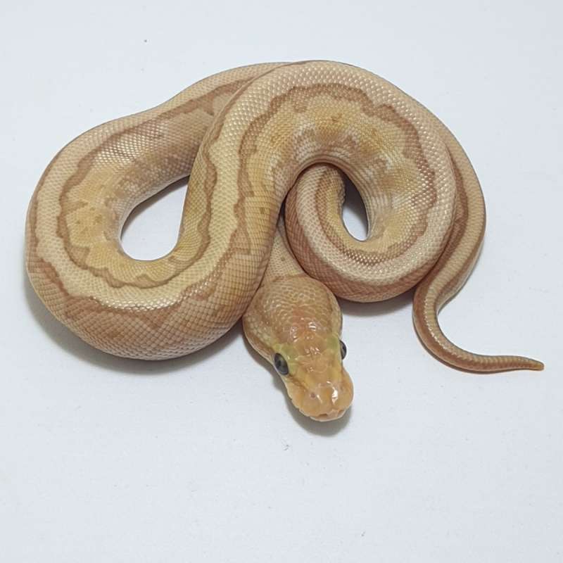 BANANA BUTTER PINSTRIPE