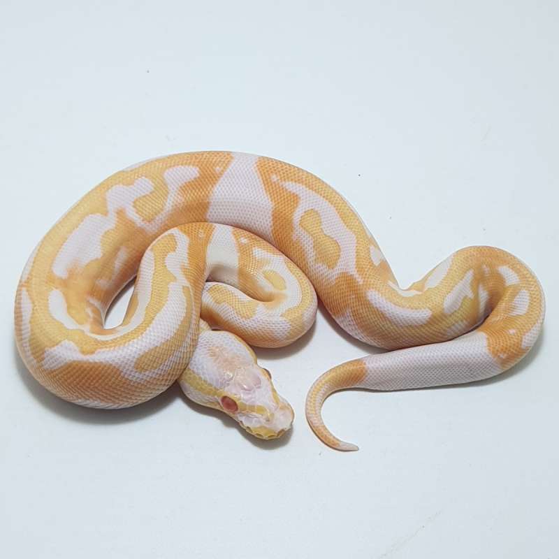 ALBINO PIED
