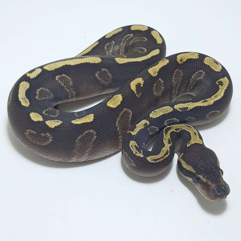 GHI MOJAVE