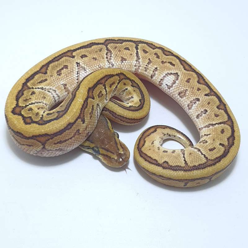 MOJAVE PINSTRIPE