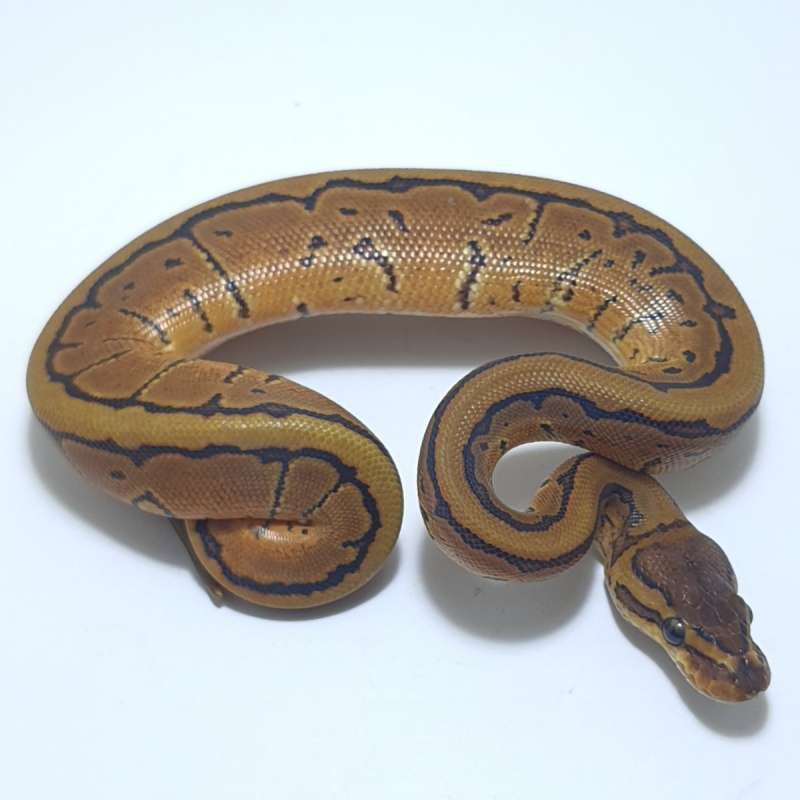 PINSTRIPE