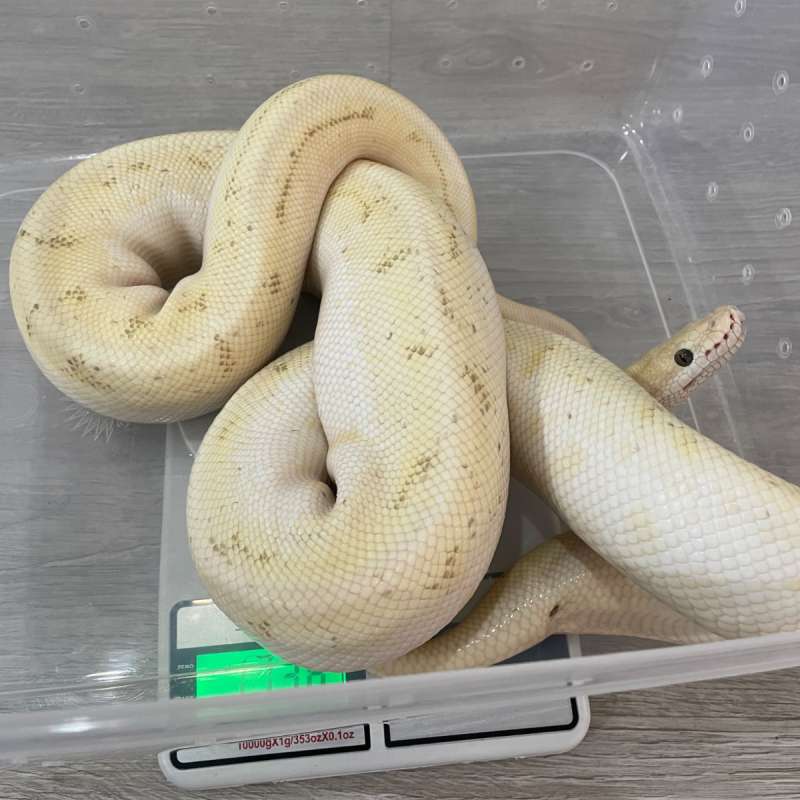 [F] Spider Fire Pastel Enchi Pinstripe Lesser