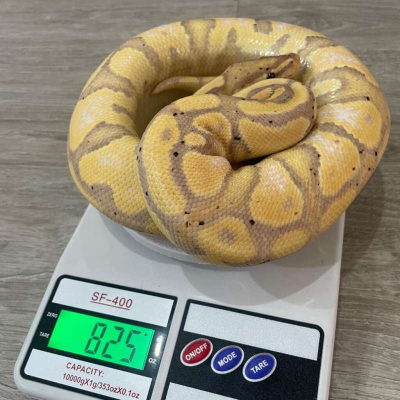 [M] Banana Het Pied