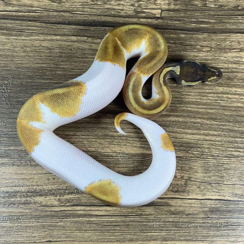 MOJAVE ENCHI PIED 66% HET LAVENDER