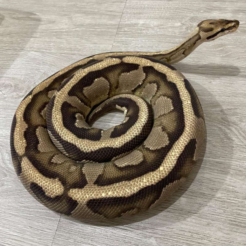 [F] Fire Specter Het Clown