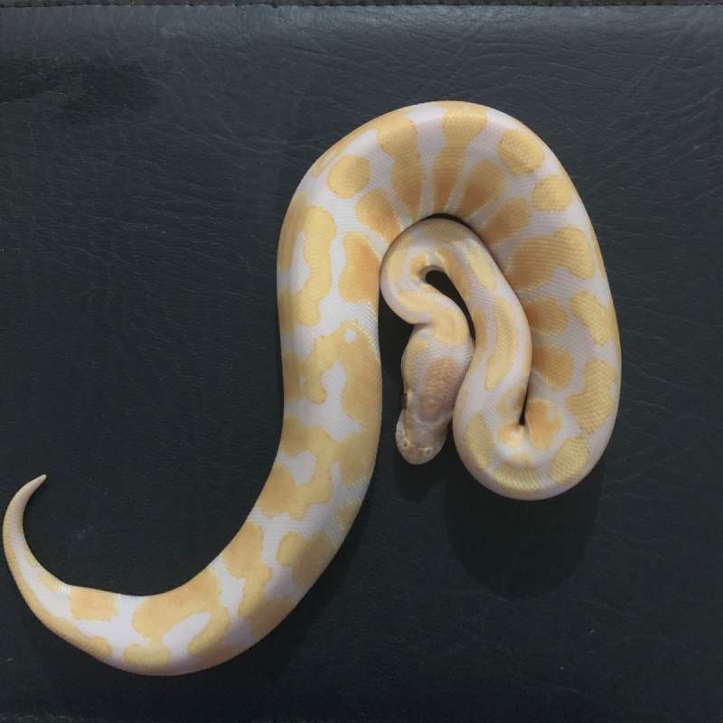Ball Python Lavender Albino 100% Het Clown