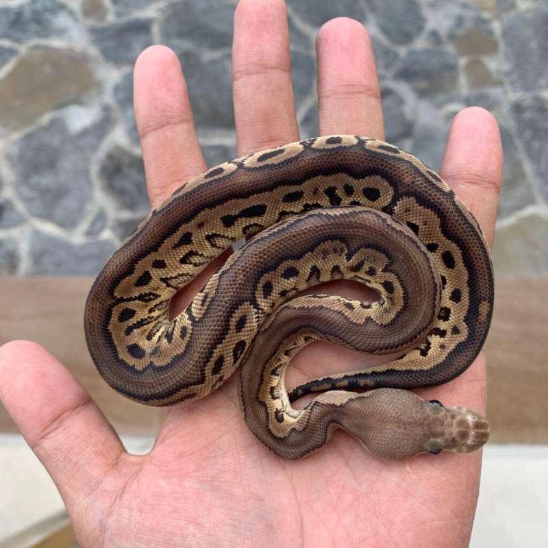 1.0 Black Pastel Clown