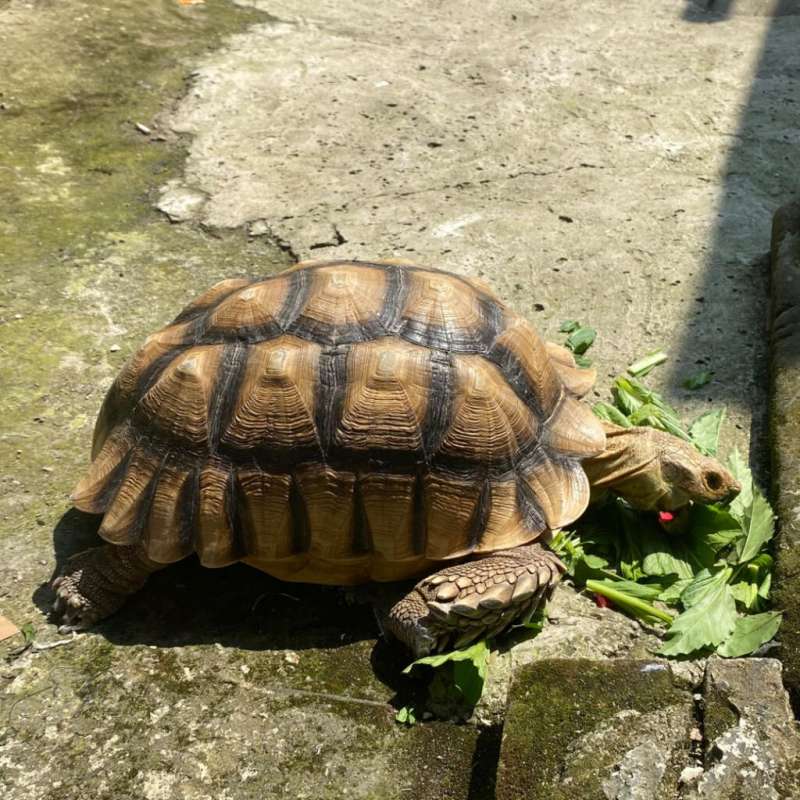 Sulcata jantan 41cm