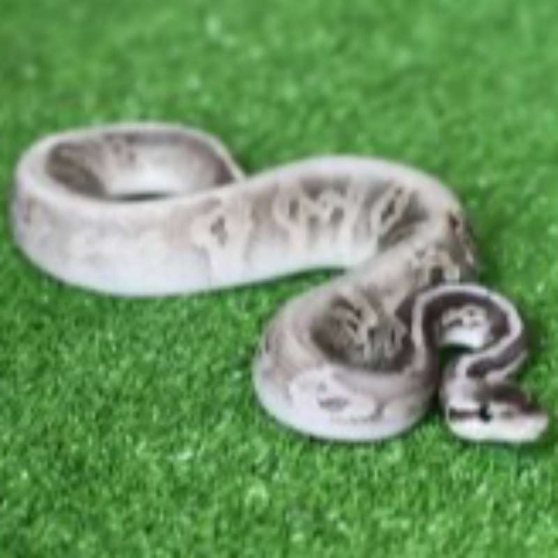 M Cinnamon Fader Lesser Pastel (Super Rare)