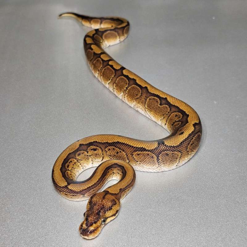 Super Redstripe het Clown