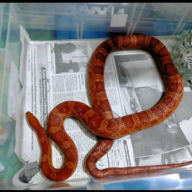 Cs male dewasa/jumbo normal kualita grande A warna cerah