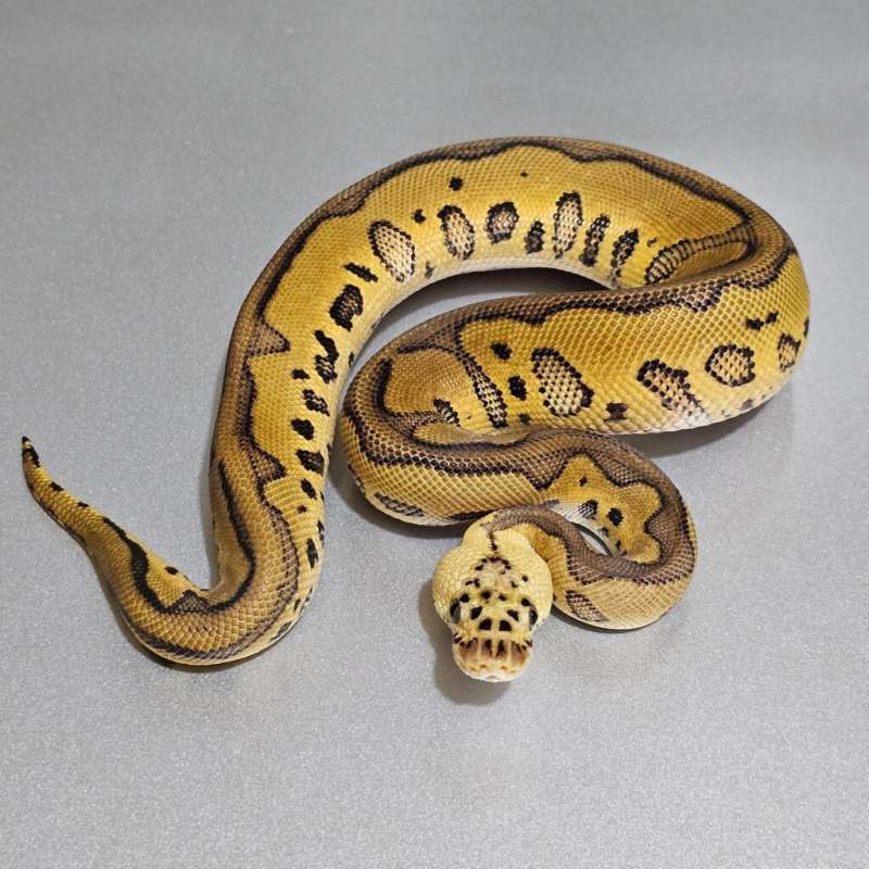 Leopard Pastel Redstripe Clown