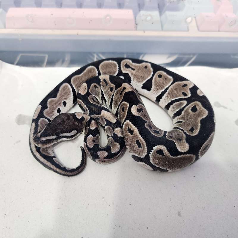 F Axanthic TSK het Clown 66%