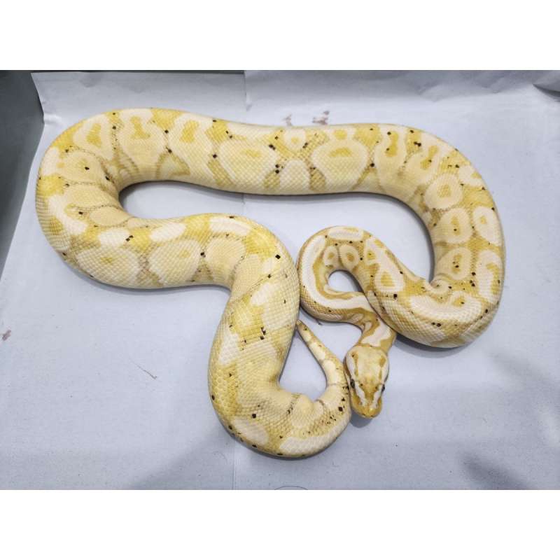 F Banana Pastel YB ph Pied 1547gr Siap Kawin