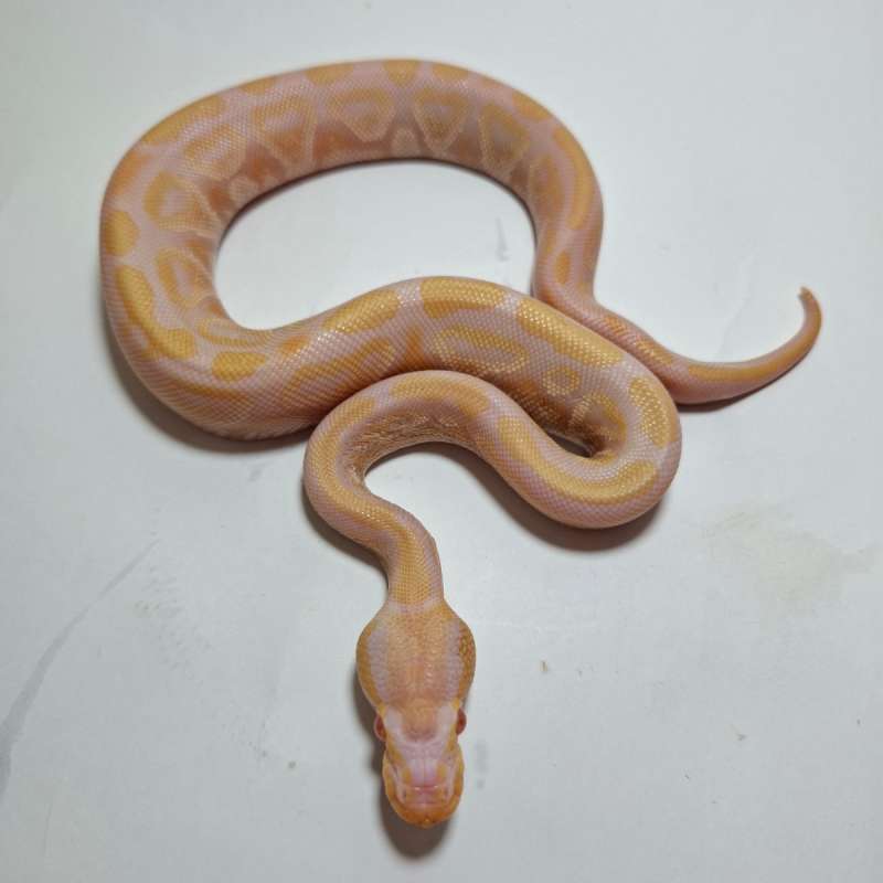 LAVENDER MOJAVE