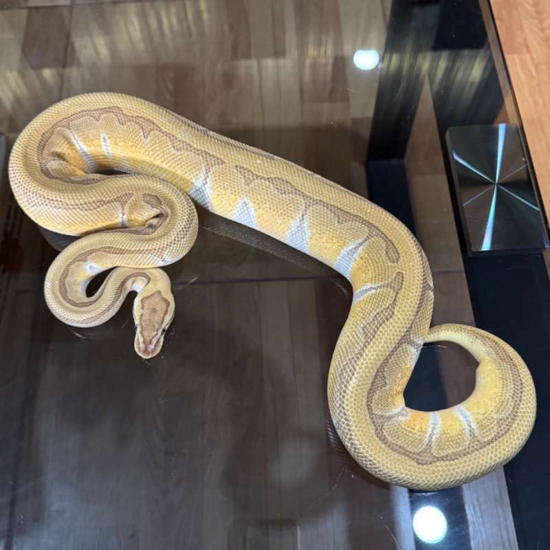 Lesser enchi pinstripe het clown female