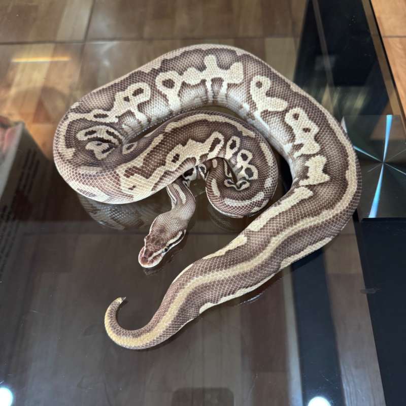 Lesser leopard pastel poss het desert ghost clown female