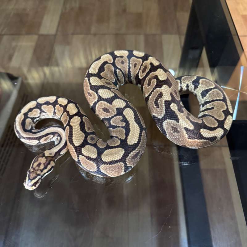 Spotnose yellow belly het lavender poss het clown female