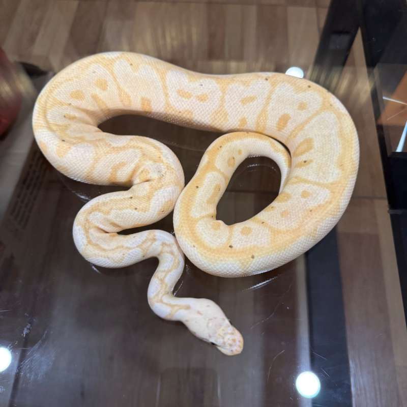 Banana spotnose pastel clown male (female maker)