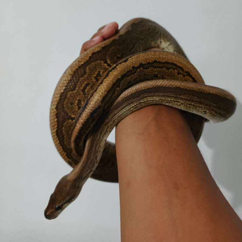 Black Pastel Pinstripe het Clown