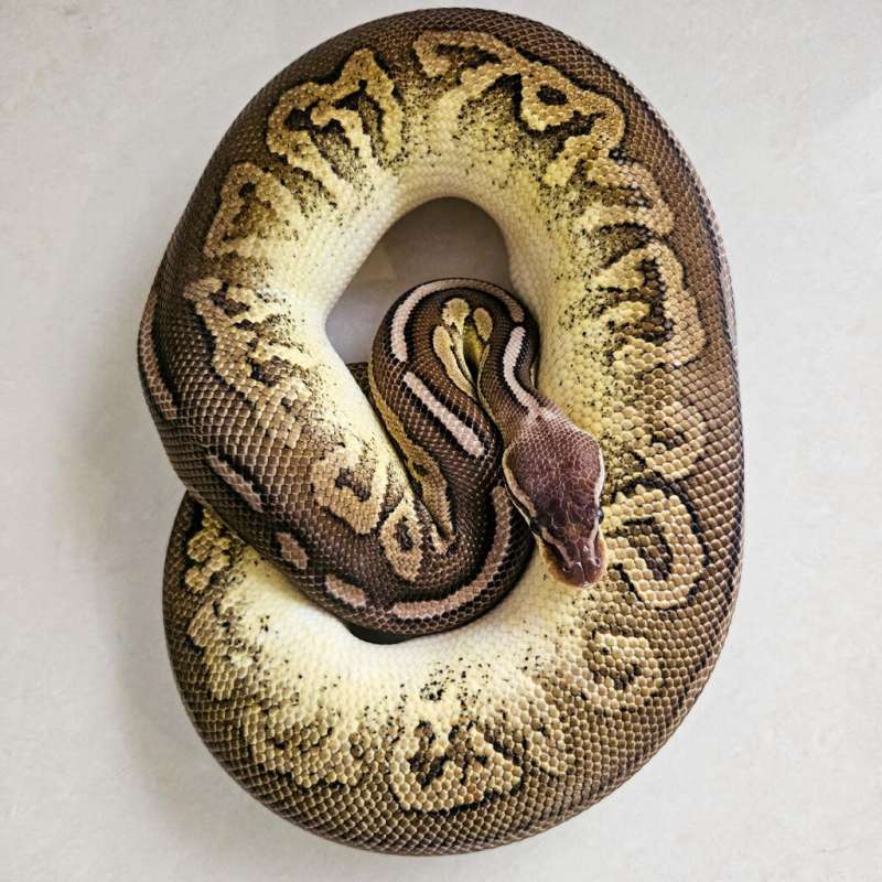 F Cinnamon Pastel het Pied