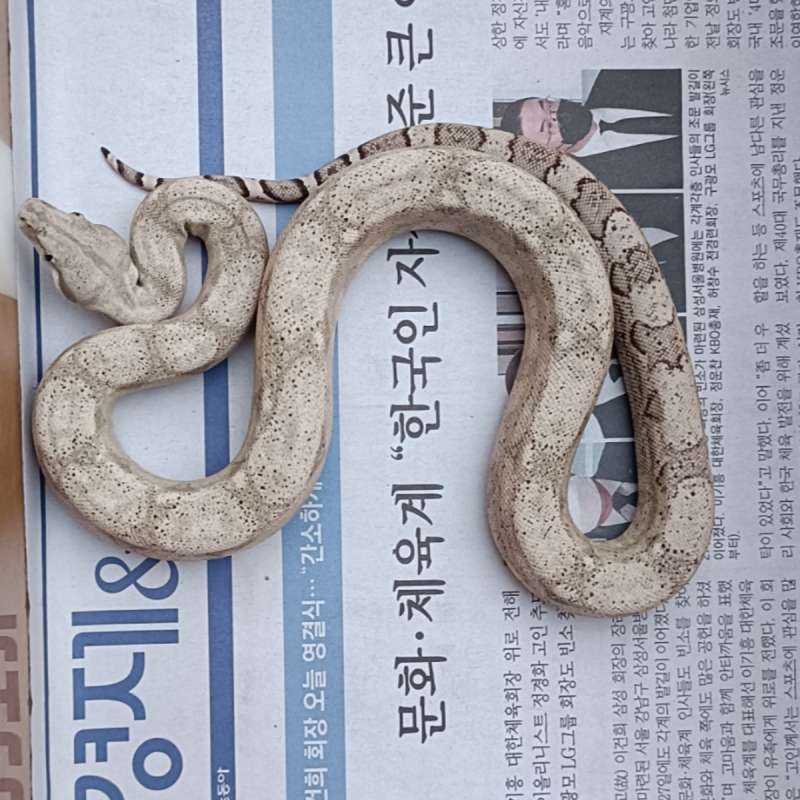 Boa Anery ph albino
