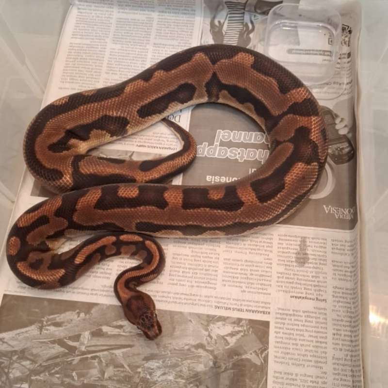 F. Leopard specter het.clown
