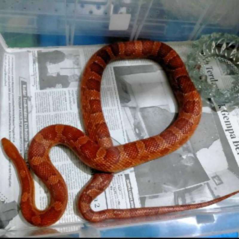 Cs male dewasa/jumbo normal 150cm+