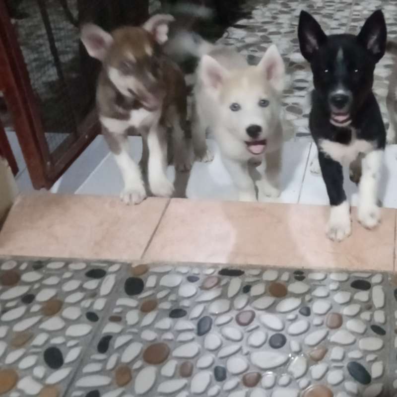 Simba