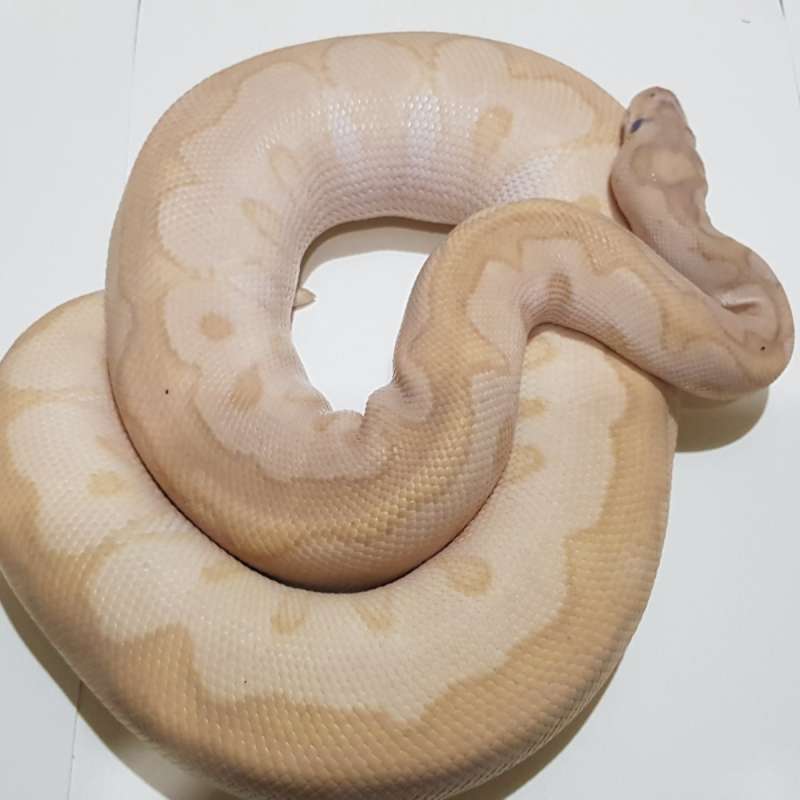 F Lesser Clown