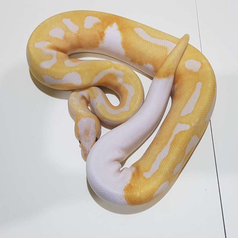 M Lavender Pied (Dreamsicle)