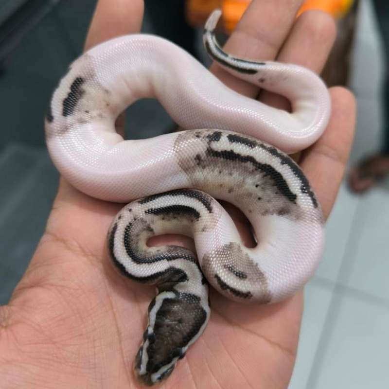 F Pastel Axanthic Pied