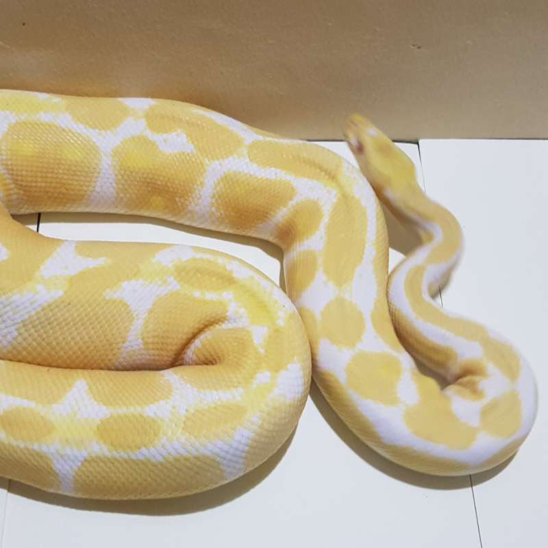 F ALBINO
